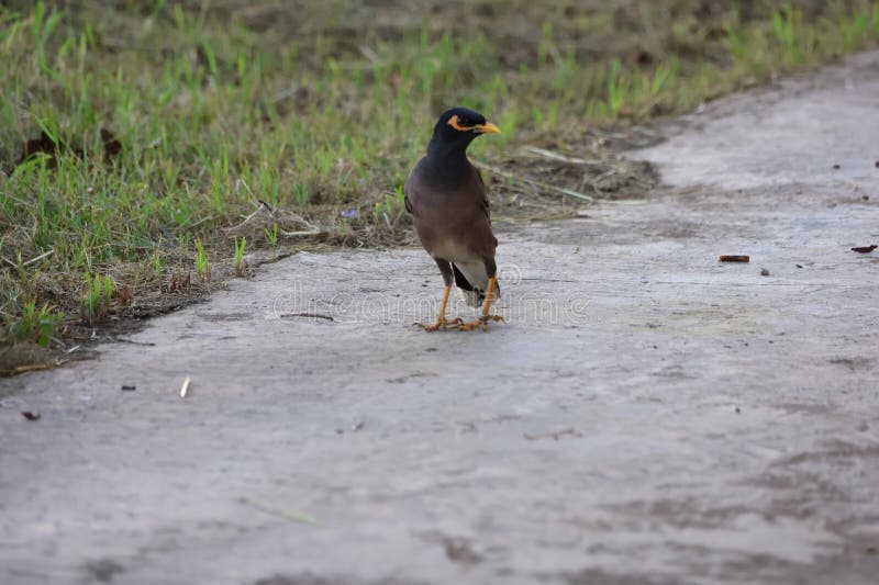 1 Mynah, a native bird of Thailand, standing on cement floor, selectable focus notification, bird ready to fly. 1 Mynah, a native bird of Thailand, standing on cement floor, selectable focus notification, bird ready to fly