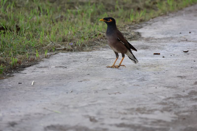 1 Mynah, a native bird of Thailand, standing on cement floor, selectable focus notification, bird ready to fly. 1 Mynah, a native bird of Thailand, standing on cement floor, selectable focus notification, bird ready to fly