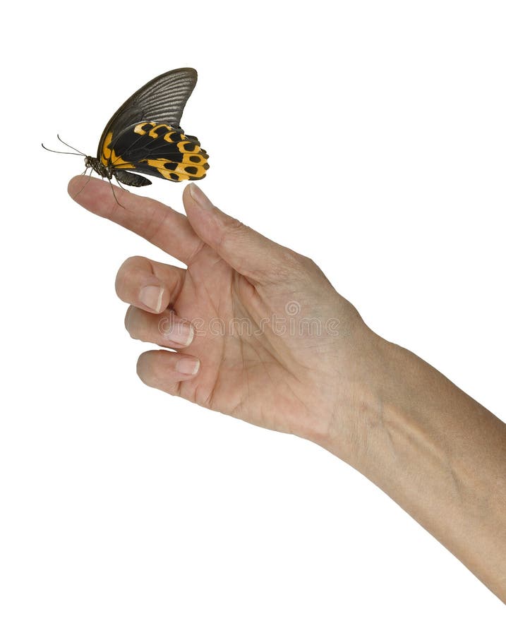 Female hand outstretched with a gold and black butterfly sitting peacefully on her index finger against a white background. Female hand outstretched with a gold and black butterfly sitting peacefully on her index finger against a white background