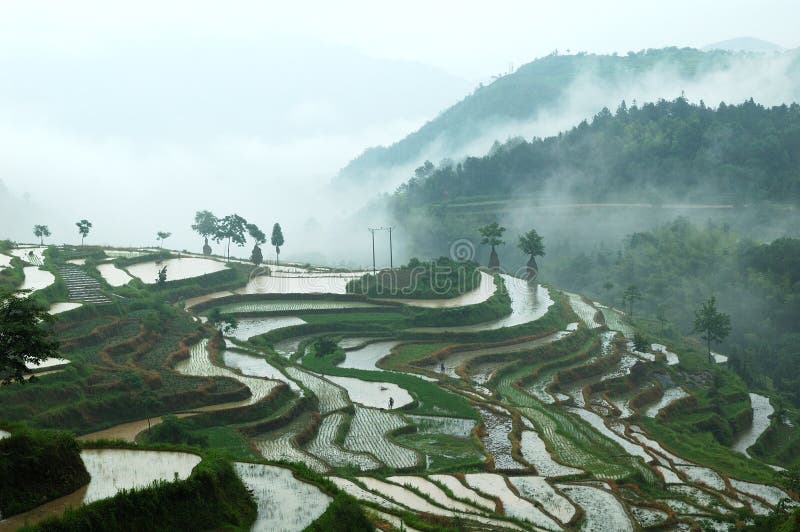 Mingao terraced fields