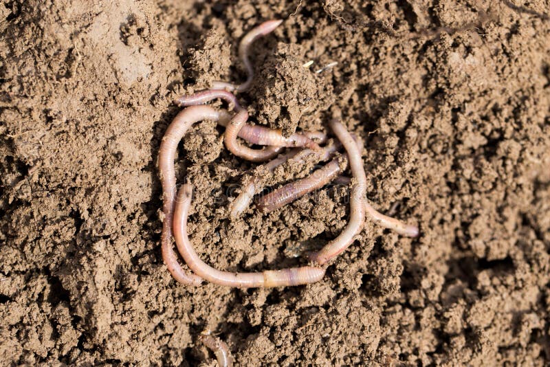 Earthworms on soil. macro . In the park in nature. Earthworms on soil. macro . In the park in nature