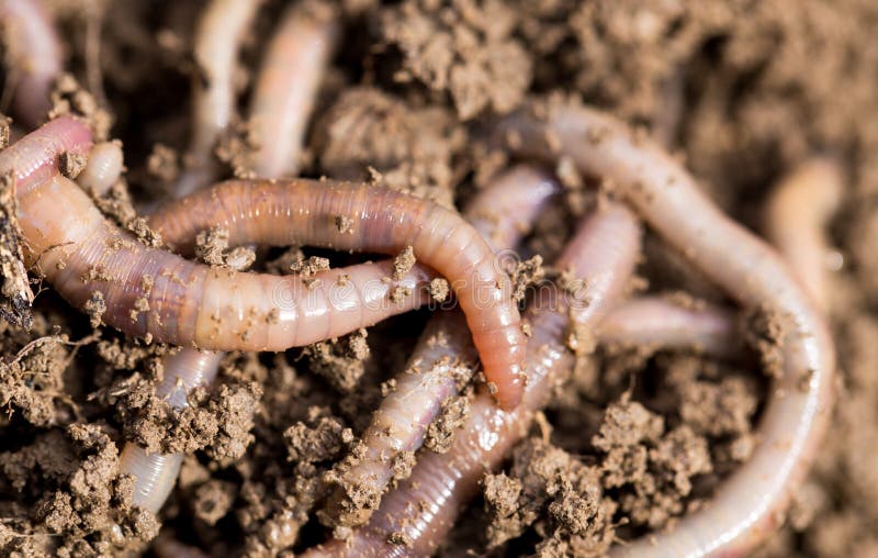 Earthworms on soil. macro . In the park in nature. Earthworms on soil. macro . In the park in nature