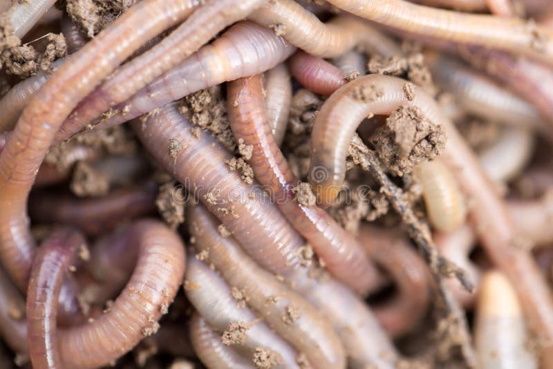 Earthworms on soil. macro . In the park in nature. Earthworms on soil. macro . In the park in nature