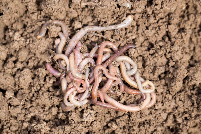 Earthworms on soil. macro . In the park in nature. Earthworms on soil. macro . In the park in nature