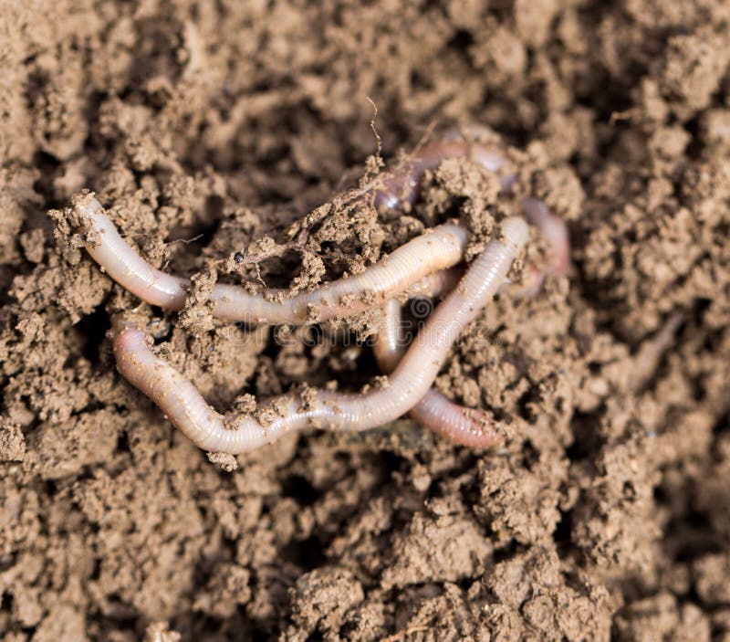 Earthworms on soil. macro . In the park in nature. Earthworms on soil. macro . In the park in nature