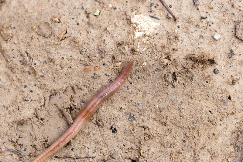 Earthworms on soil. macro . In the park in nature. Earthworms on soil. macro . In the park in nature