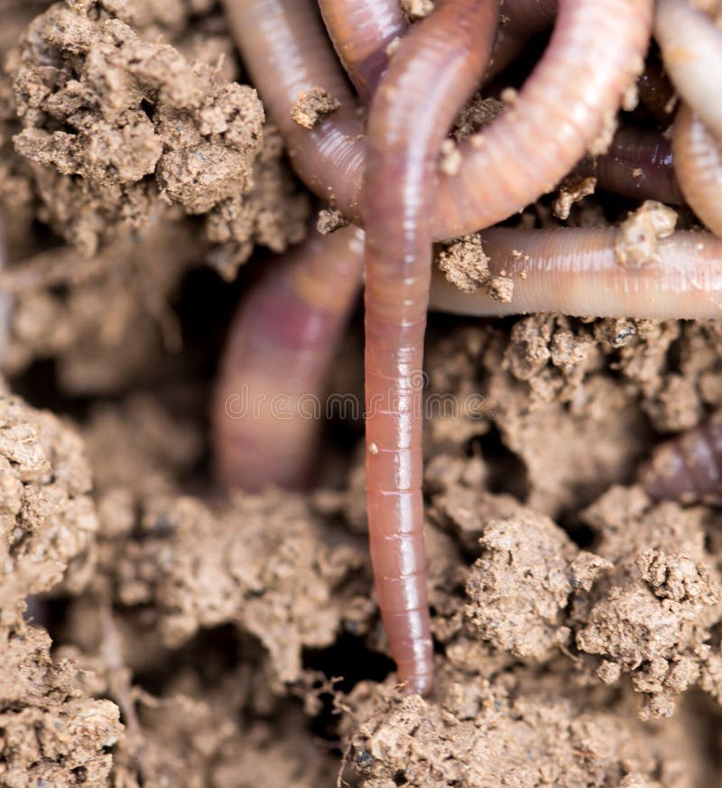 Earthworms on soil. macro . In the park in nature. Earthworms on soil. macro . In the park in nature