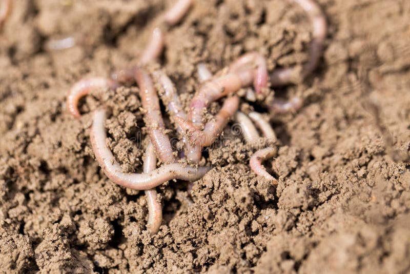 Earthworms on soil. macro . In the park in nature. Earthworms on soil. macro . In the park in nature