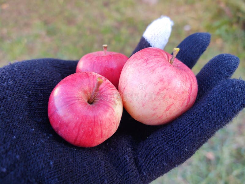 Mini apples fruits on the hand in the gloves.