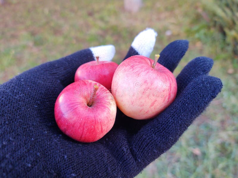 Mini apples fruits on the hand in the gloves.