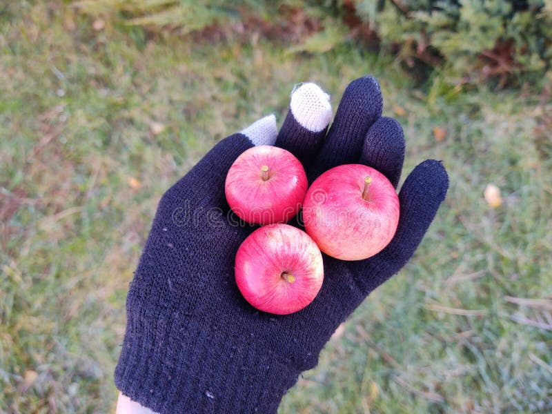 Mini apples fruits on the hand in the gloves.