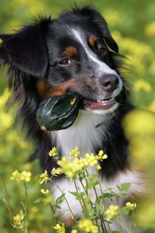 Portrait of a mini Australian shepherd dog holding a pumpkin in its mouth