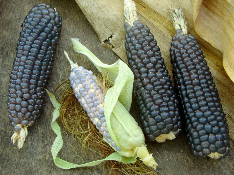Mini blue corn stock photo Mini blue corn stock photo