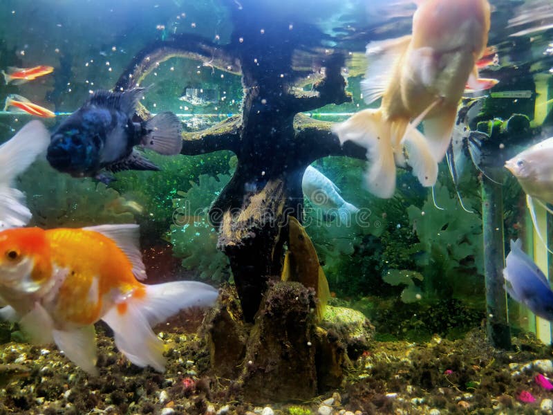 Bonsai Aquascape Stock Photos Free & RoyaltyFree Stock Photos from