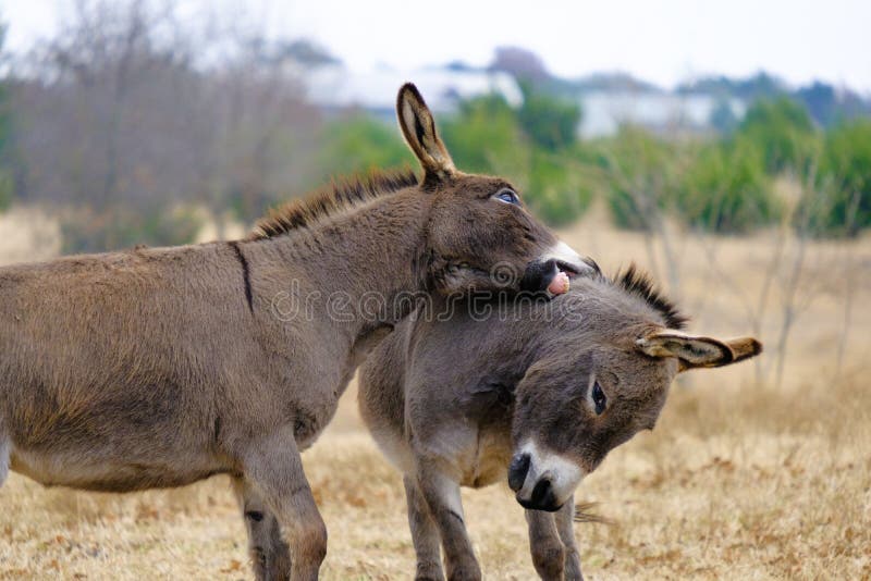 Jogo do Burro Preto