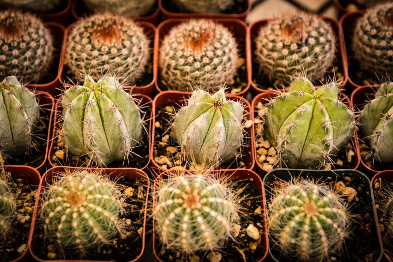 Mini Cacti Lined Up zu verkaufen lizenzfreie stockfotos Mini Cacti Lined Up zu verkaufen lizenzfreie stockfotos