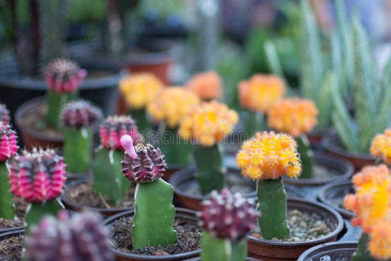 Mini Cactos Com Cores Cor-de-rosa E Alaranjadas Foto de Stock - Imagem de  tropical, flores: 75027802