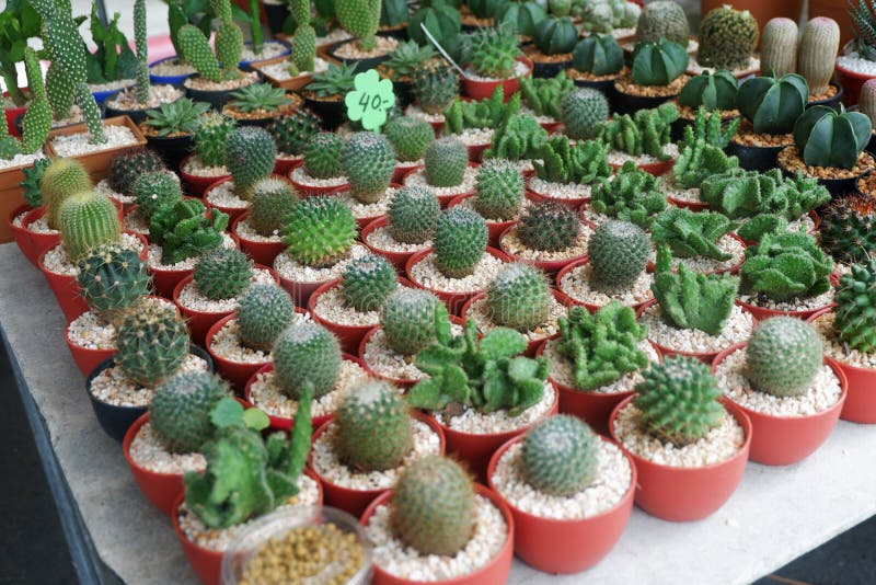 Mini Cactos E Plantas Carnudas Na Flor Foto de Stock - Imagem de fresco,  pouco: 96363248