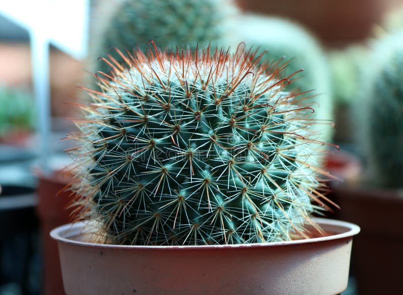Mini Cactus Crecido En El Pote Marrón Una Planta Suculenta Con Un Tronco  Grueso, Carnudo Que Lleva Típicamente Espinas Dorsales Foto de archivo -  Imagen de belleza, extracto: 114977600