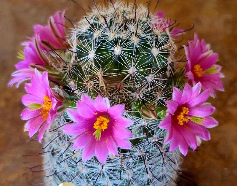 Mini Cactus De Punta De Corona Flor Rosa Flores Suculentas Vegetación  Naturaleza Foto Desierto Imagen de archivo - Imagen de planta, espinas:  249335551