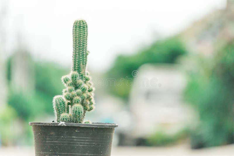 Mini Cactus växt på krukan på kaktuslantgården eller den lilla nippelkaktuns med suddig bakgrund arkivfoton Mini Cactus växt på krukan på kaktuslantgården eller den lilla nippelkaktuns med suddig bakgrund arkivfoton