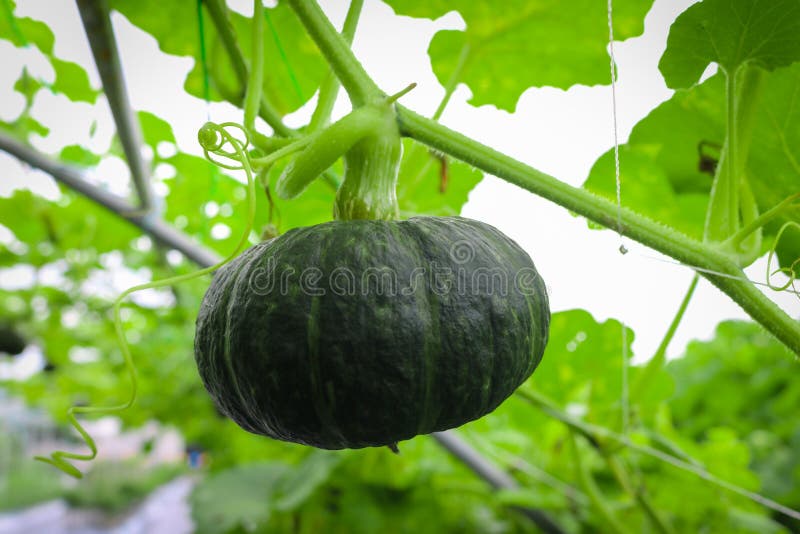 Mini calabaza que crece en planta del campo fotos de archivo libres de regalías Mini calabaza que crece en planta del campo fotos de archivo libres de regalías