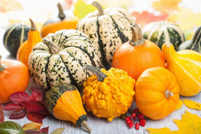 Mini Calabazas Decorativas Para Halloween Imagen de archivo - Imagen de alimento, thanksgiving: 43964835 Mini Calabazas Decorativas Para Halloween Imagen de archivo - Imagen de alimento, thanksgiving: 43964835
