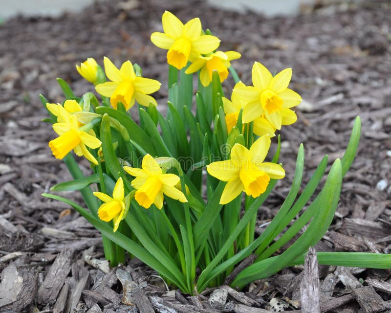 Mini daffodils stock image. Image of early, nature, stem 36122395