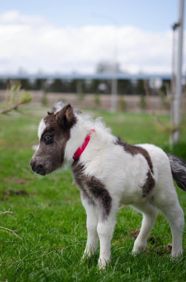 Mini Dwarf Horse at a Farm. Foal Mini Horse. Stock Photo Image of