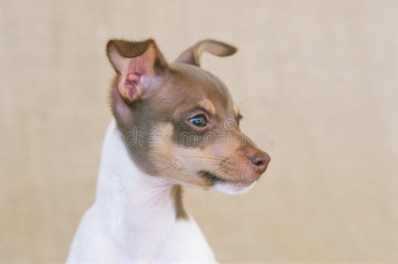 Foto di un giovane fox terrier cane con un morbido sfondo marrone.