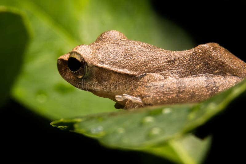 Mini frog stock photo. Image of macro, frog, green, background 60208156