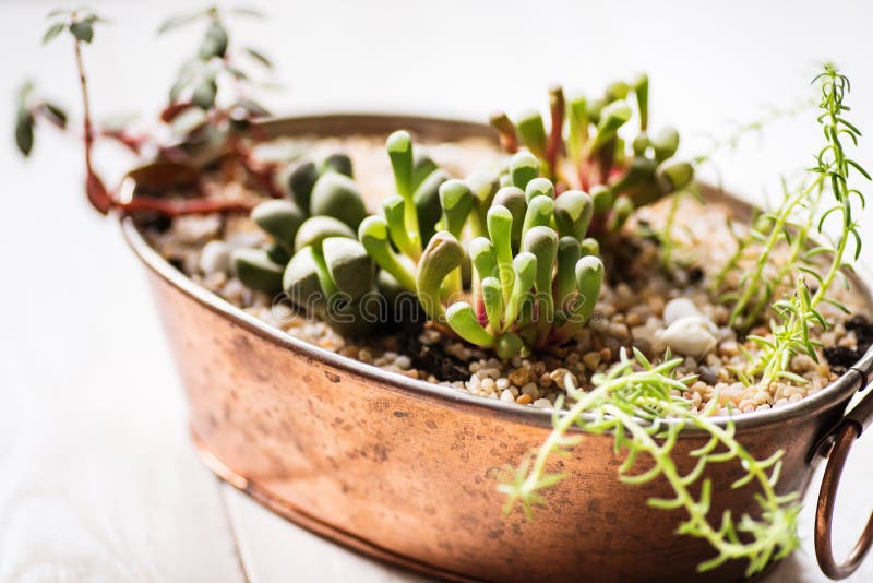 Mini Garden in a Copper Pot Stock Photo Image of crassulaceae, green