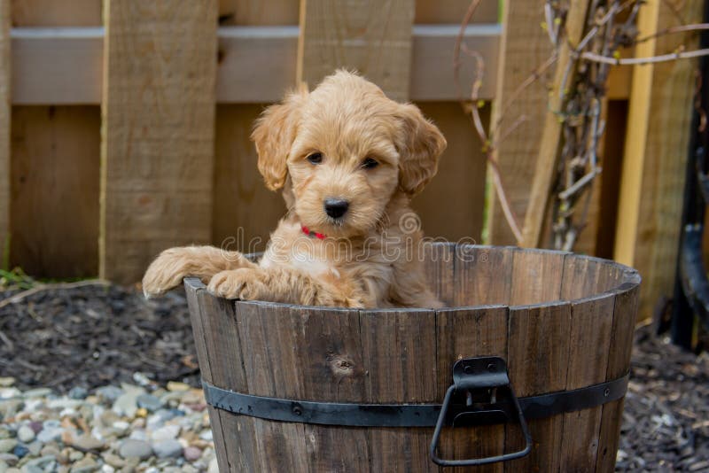 Mini Goldendoodle valp som visar cuteness royaltyfri bild Mini Goldendoodle valp som visar cuteness royaltyfri bild