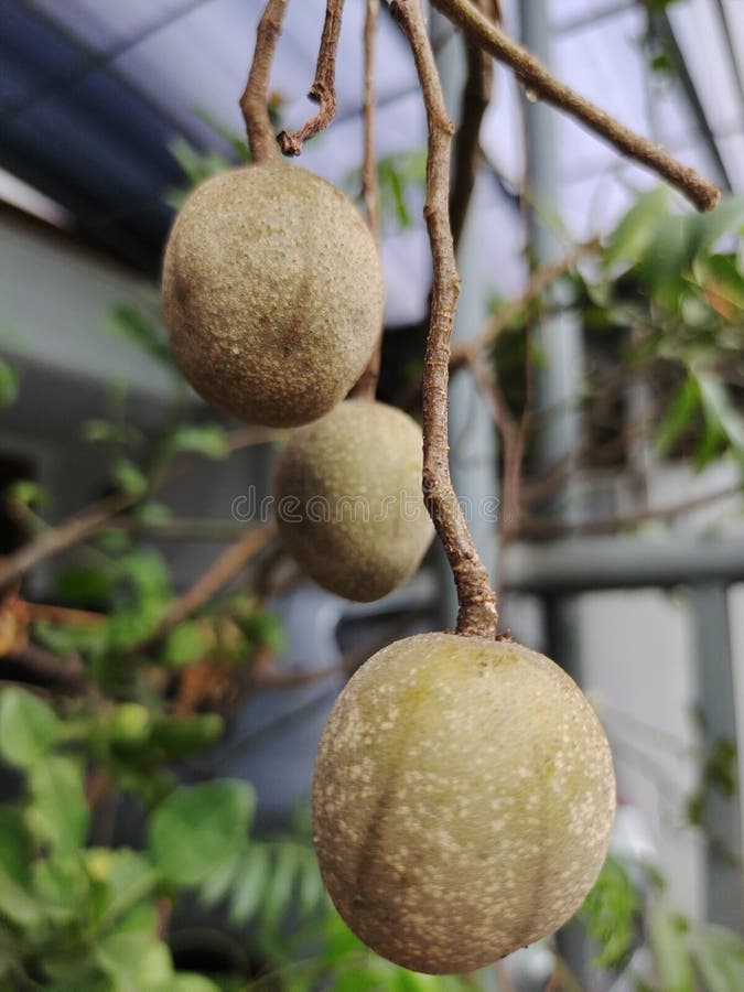 Mini Great Hot Plums Stock Photos Free & RoyaltyFree Stock Photos