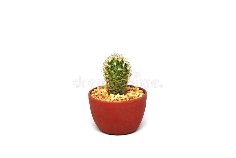 Mini green cactus with yellow thorn in red pot isolated white texture background - Houseplant gardening interior decorate object