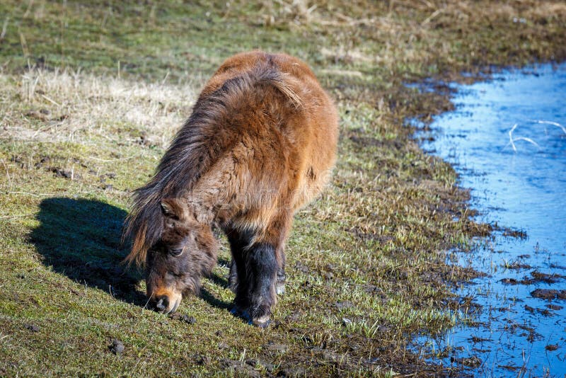 Mini horse grazes in field.