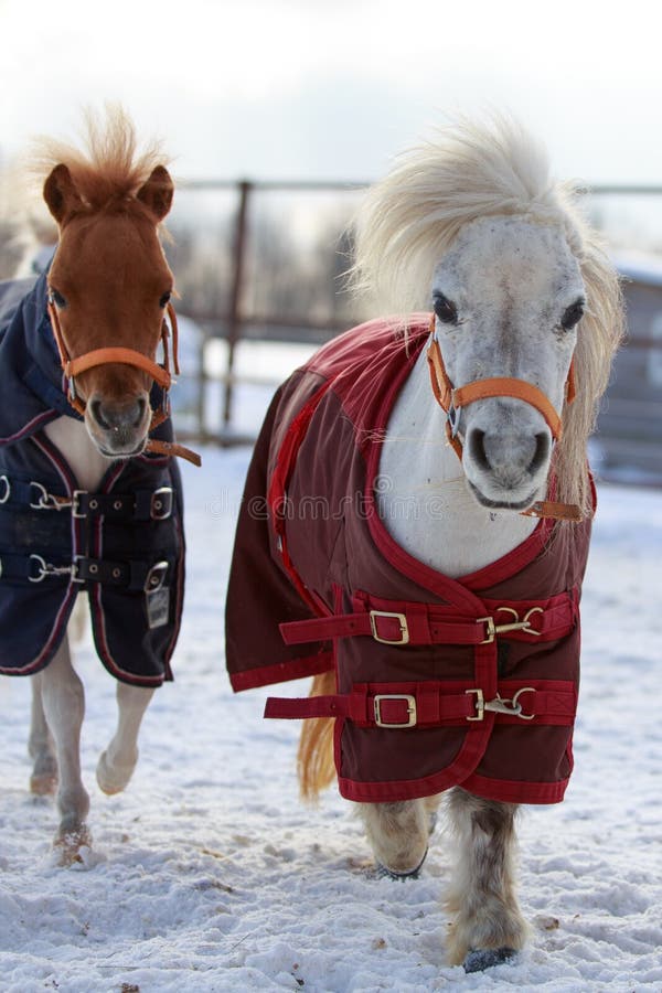 Mini horse stock photo. Image of animal, field, horse 26284754