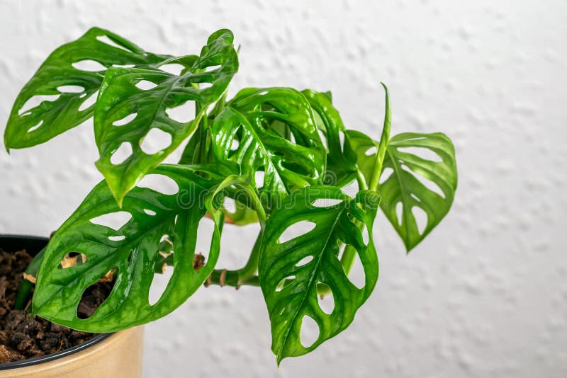 Mini monstera Monkey Mask on the wall background. Part of foliage tropical monstera monkey mask. Home exotic plant monstera Monkey Mask.Taking care of home plants. Mini monstera Monkey Mask on the wall background. Part of foliage tropical monstera monkey mask. Home exotic plant monstera Monkey Mask.Taking care of home plants