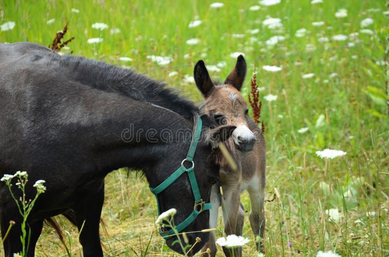 Mini Mule Foal fotografering för bildbyråer. Bild av bebis - 74741163