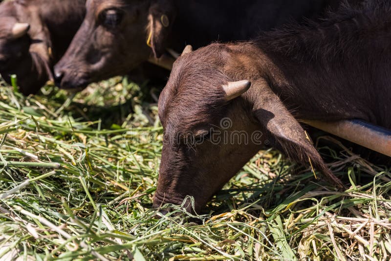 Mini murrah mangeant l'herbe photos stock Mini murrah mangeant l'herbe photos stock