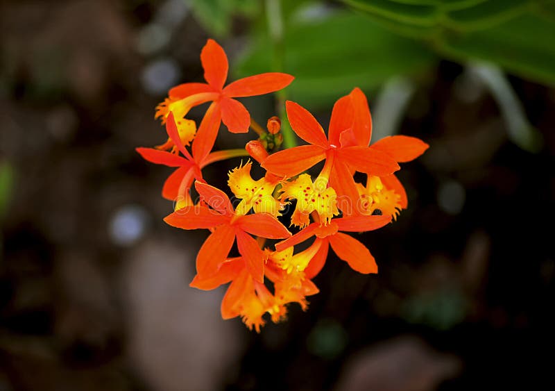 Mini Orquídeas Amarelas E Laranja Imagem de Stock - Imagem de florida,  amarelo: 184426973