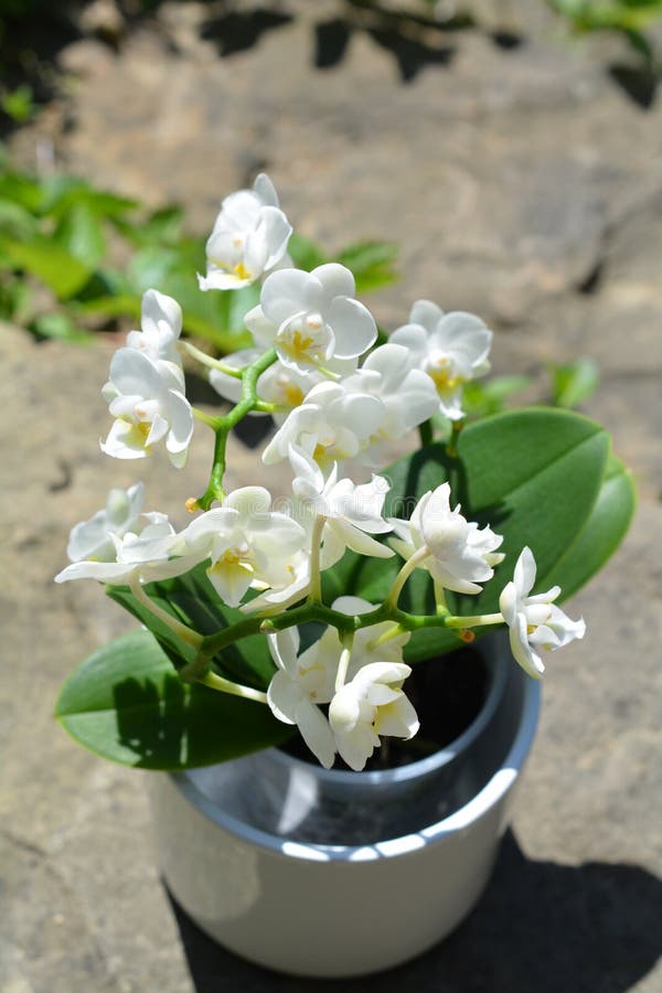 Mini Phalaenopsis Branco Da Orquídea Imagem de Stock - Imagem de plantador,  ressonância: 116206187