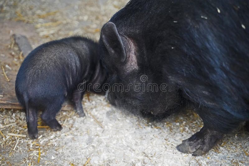 Mini Pig Babies and Their Mother Outside Stock Image Image of animal
