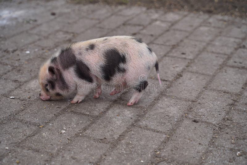 Mini Pigs Babies at the First Walk Outside Stock Image Image of