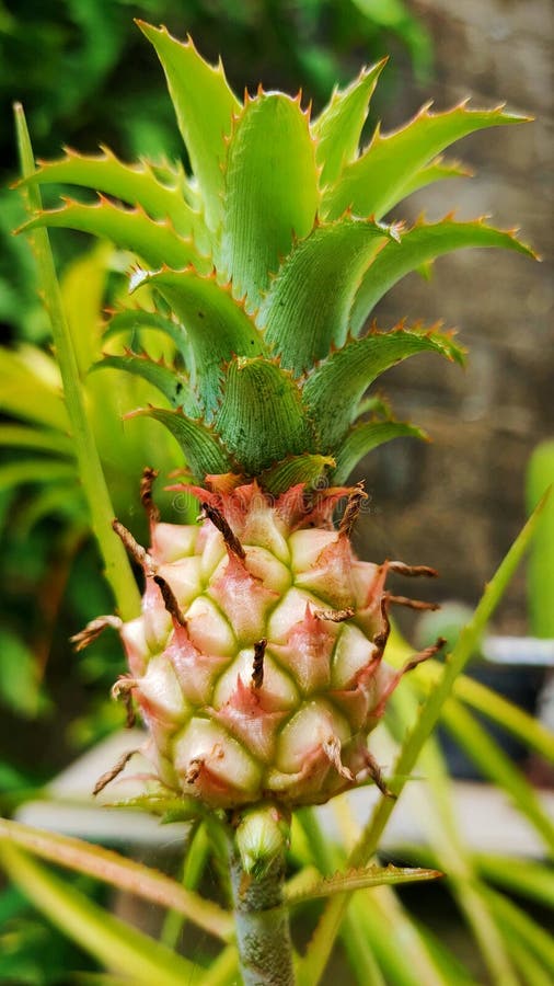 Mini Pineapple Flower, Beautiful and Charming Stock Photo Image of mini, beautiful 248092570