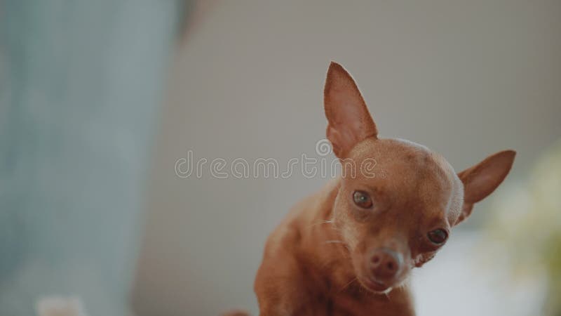 Mini pinscher de gingembre mignon clips vidéos