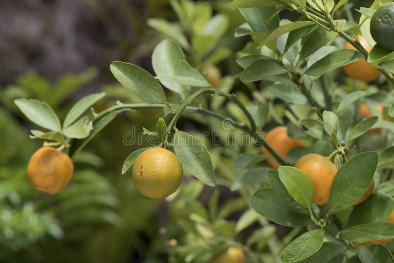 Mini pomarańcze na drzewie zdjęcie stock Mini pomarańcze na drzewie zdjęcie stock