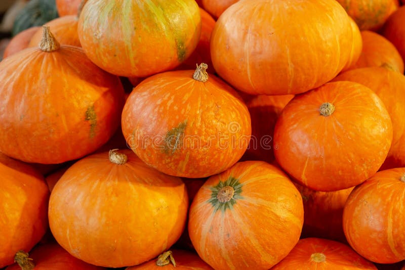 Mini Pumkin amarillo japonés maduro, calabaza fresca de la cosecha de Sesonal foto de archivo Mini Pumkin amarillo japonés maduro, calabaza fresca de la cosecha de Sesonal foto de archivo