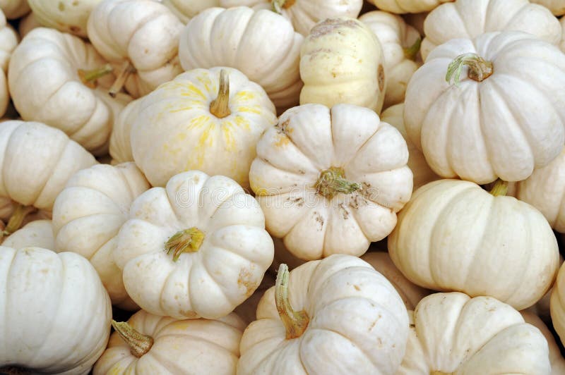 Mini pumpkin stock image. Image of daytime, halloween 28910083