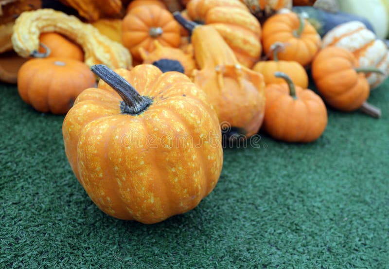 Mini Pumpkin and Gourd Squash Stock Image Image of season, autumn